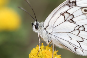 Papillon