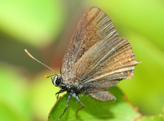 Obraz na płótnie Canvas Motyl