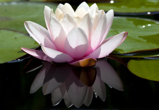 a Water Lily Bloom
