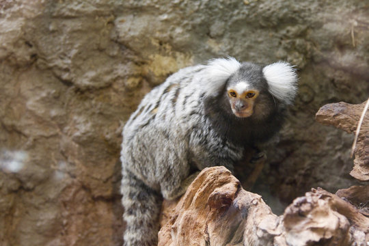 zoo