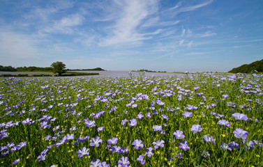 Field of Linseed or Flax in flower - 23837295