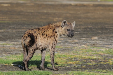 The Spotted Hyena (crocuta crocuta), lake Nakuru, Kenya