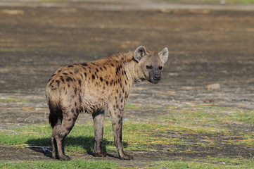 The Spotted Hyena (crocuta crocuta), lake Nakuru, Kenya