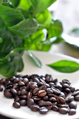 kaffeebohnen und kaffebaum