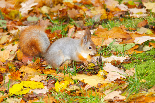 Brown squirrel