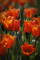 Blumen
