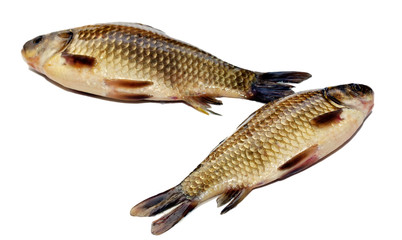 fresh crucian isolated on white background