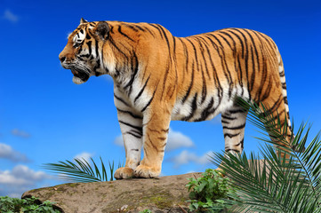 Zoo 155
