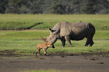 Rhinoceros & Spotted Hyena, lake Nakuru, Kenya