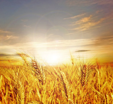 Beautiful Wheat.Sunset