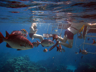 Schnorcheln an einem Riff vor Cayman Islands