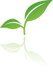 Green leaf isolated on white