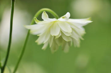 Fototapeta premium White Columbine flower