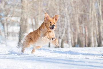 Happiness: golden retriever dog in a jump above snow