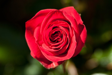 Rote Rose