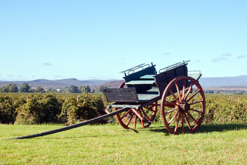 Fototapeta na wymiar Horse cart in the winelands on a sunny day and blue sky