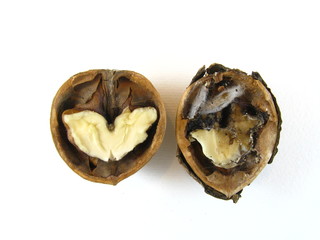 Iinfected walnut besides an healthy one