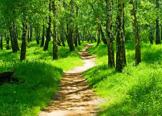 Naklejka premium green forest