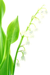 tige de muguet, fond blanc