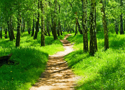 green forest