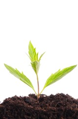growth