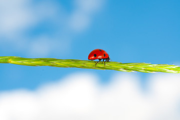 Ladybird on grass