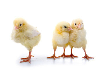 Yellow chickens