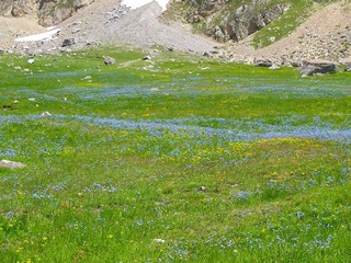 Champ bleu, vert et jaune