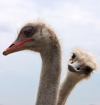 two ostrich heads