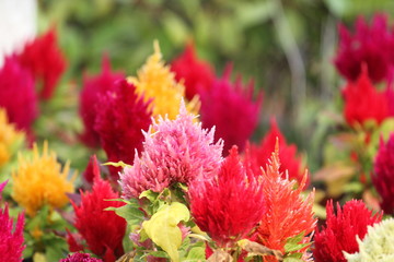 celosia