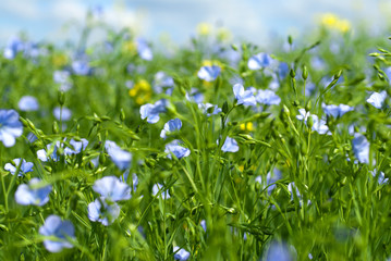 Fototapeta premium flax flowers
