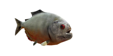 piranha v2