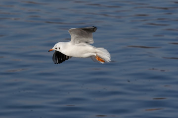 flying gull