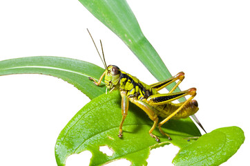Grasshopper on leaf 1