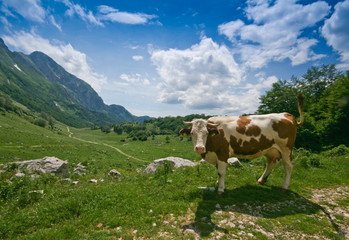 Fototapeta na wymiar krów w Alpach