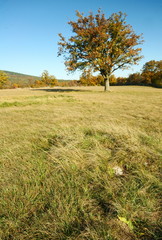 meadow with oak tree