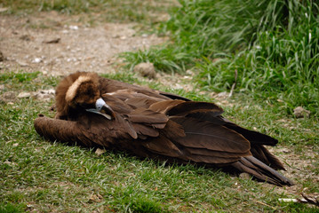 Vulture