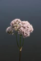 Baldrian,Valeriana officinalis