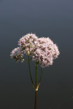 Baldrian,Valeriana officinalis