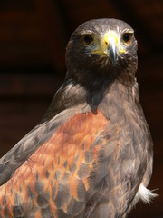 Portrait: Wüstenbussard