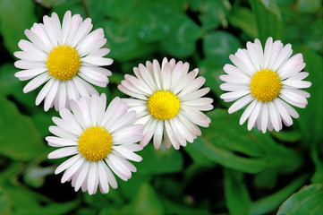 Fototapeta premium Daisies in the lawn