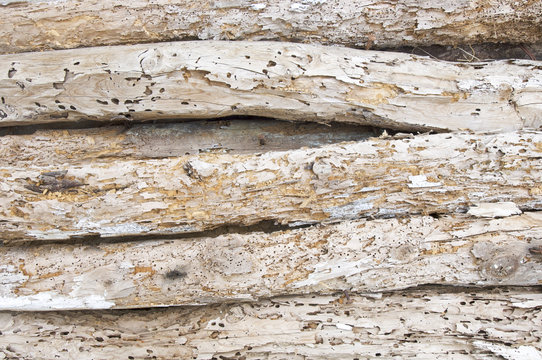 woodworm