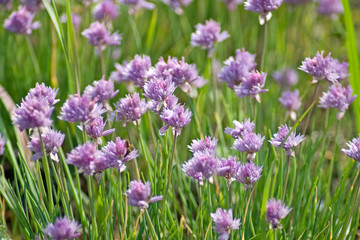 Fototapeta premium Flowers of Alliaceae on summer day