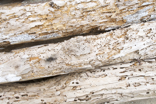 woodworm