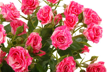 Background of pink roses
