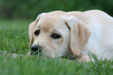 labrador avec la tête posée par terre