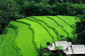 Balinese terraced paddy field