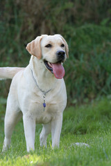 labrador debout de trois quart