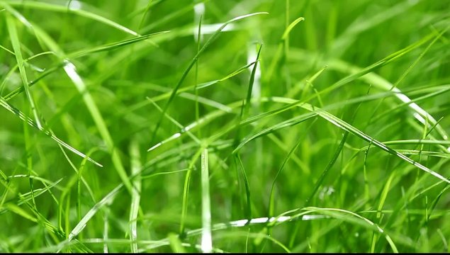 New fresh green garden grass flapping in the wind