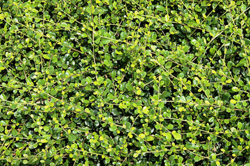 Obraz premium Green foliage